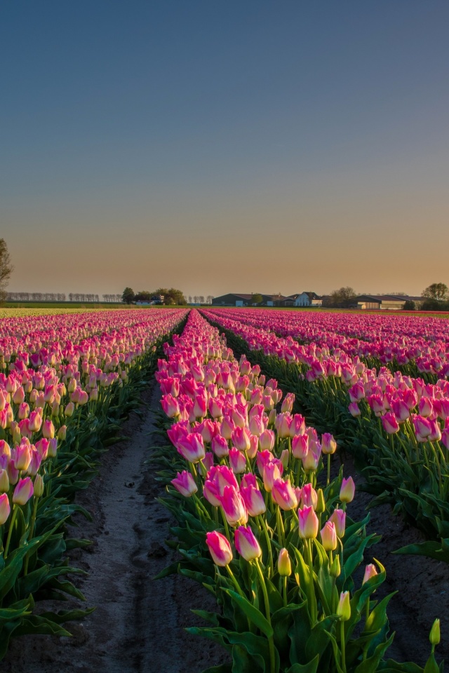 Screenshot №1 pro téma Netherland Tulips Flowers 640x960