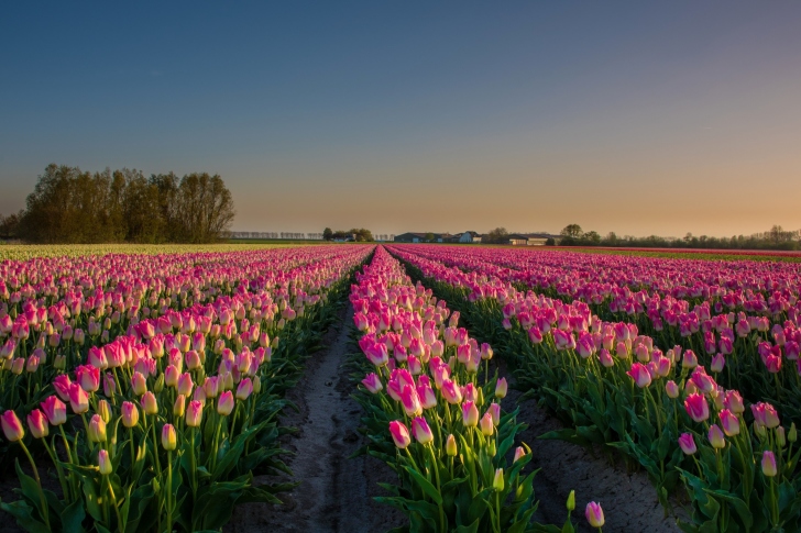 Netherland Tulips Flowers wallpaper
