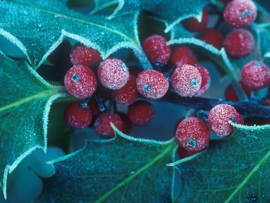 Frosted Holly Berries wallpaper 1152x864