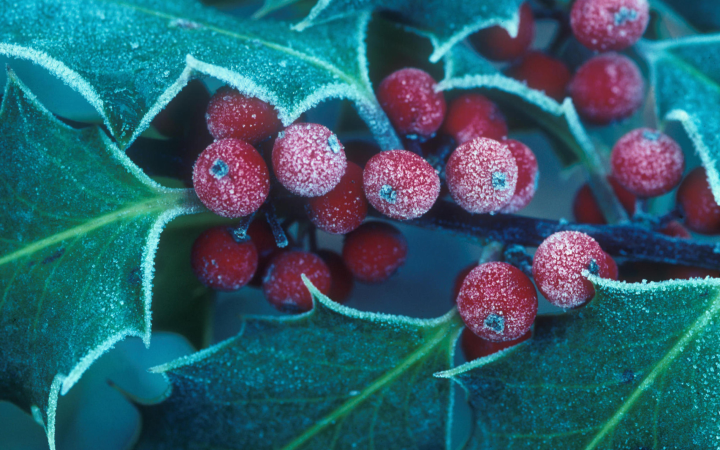 Das Frosted Holly Berries Wallpaper 1440x900