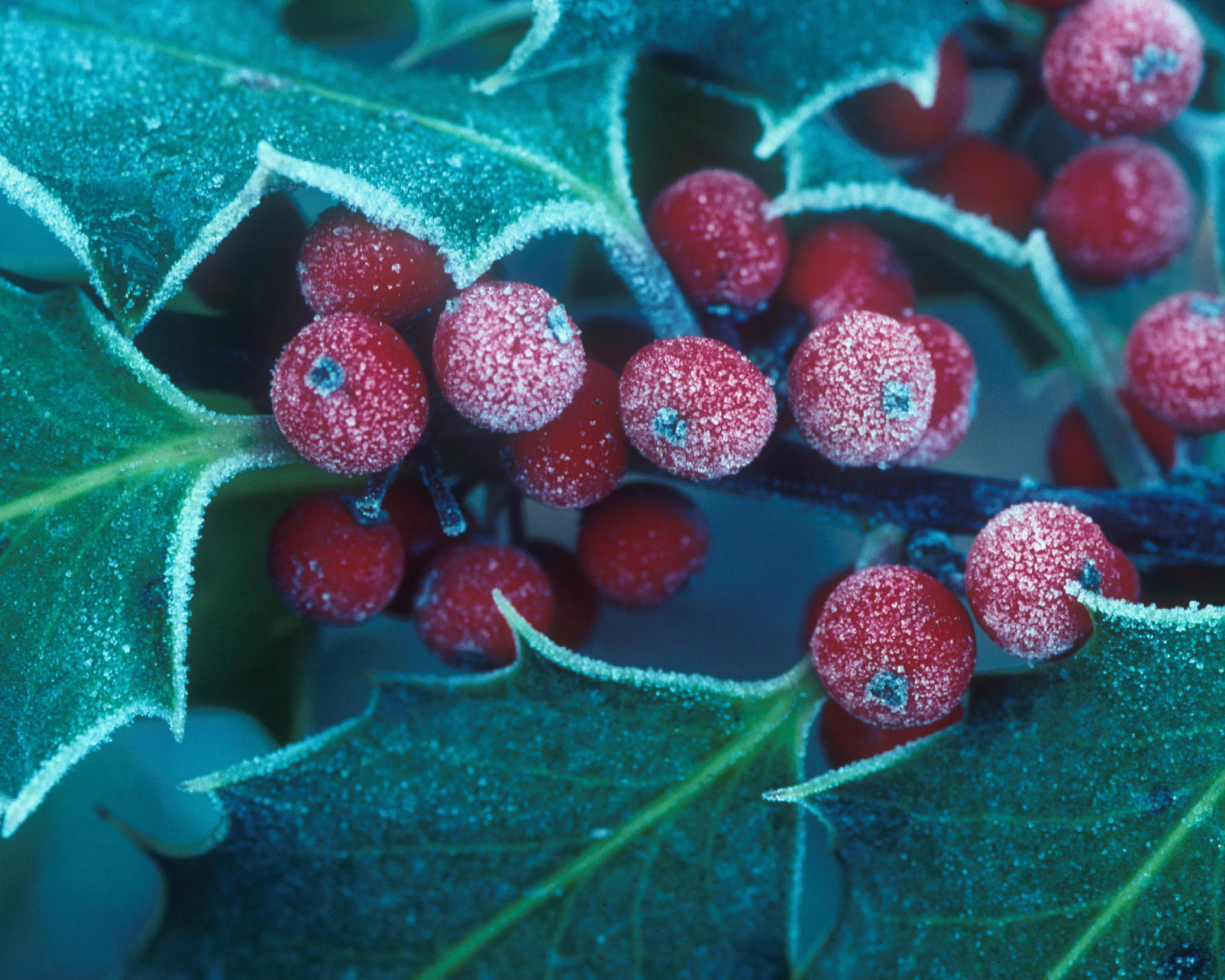 Frosted Holly Berries wallpaper 1600x1280