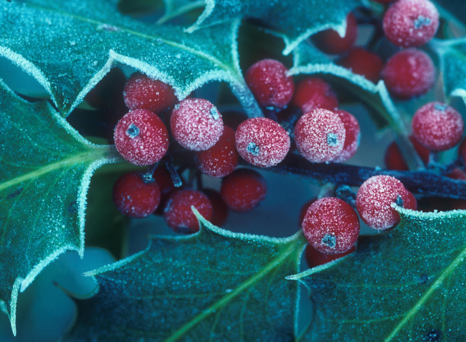 Sfondi Frosted Holly Berries 1920x1408