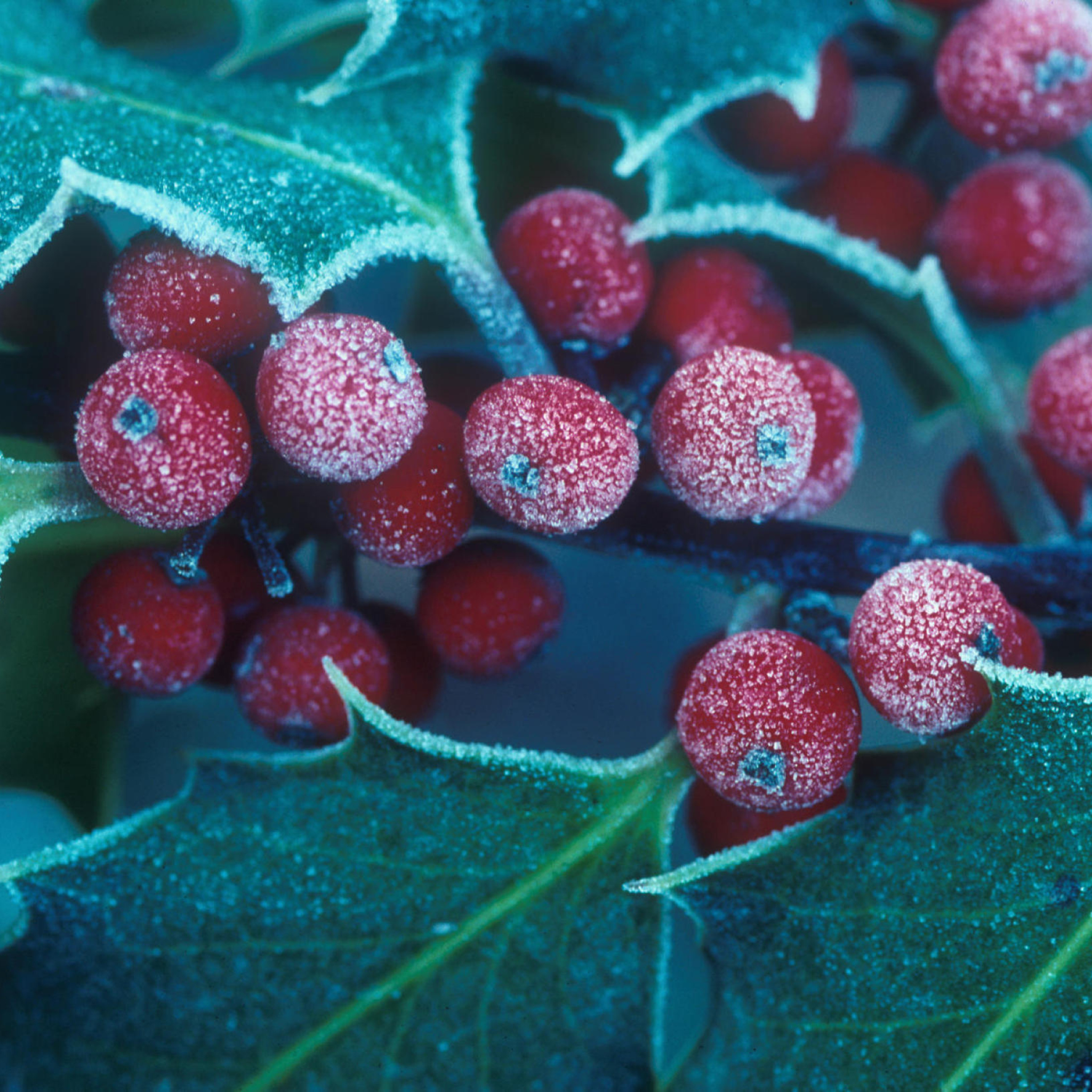 Das Frosted Holly Berries Wallpaper 2048x2048
