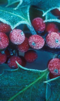 Frosted Holly Berries wallpaper 240x400