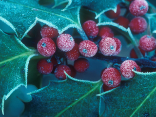 Fondo de pantalla Frosted Holly Berries 320x240