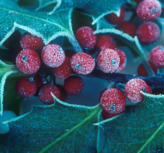 Frosted Holly Berries Wallpaper for 208x208