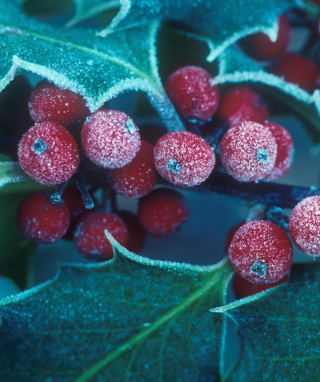 Frosted Holly Berries - Obrázkek zdarma pro 240x320
