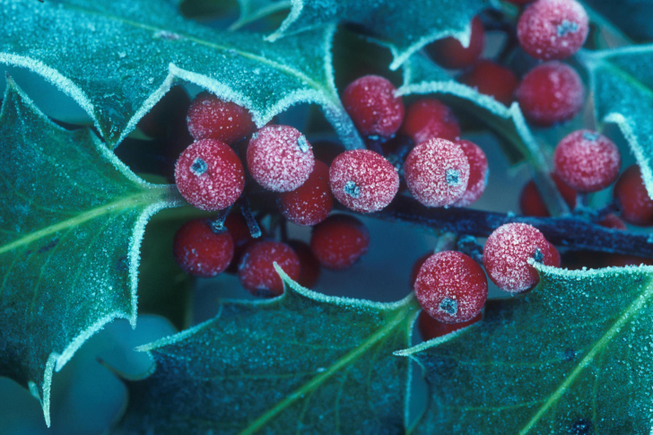 Frosted Holly Berries wallpaper