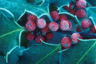 Frosted Holly Berries papel de parede para celular 