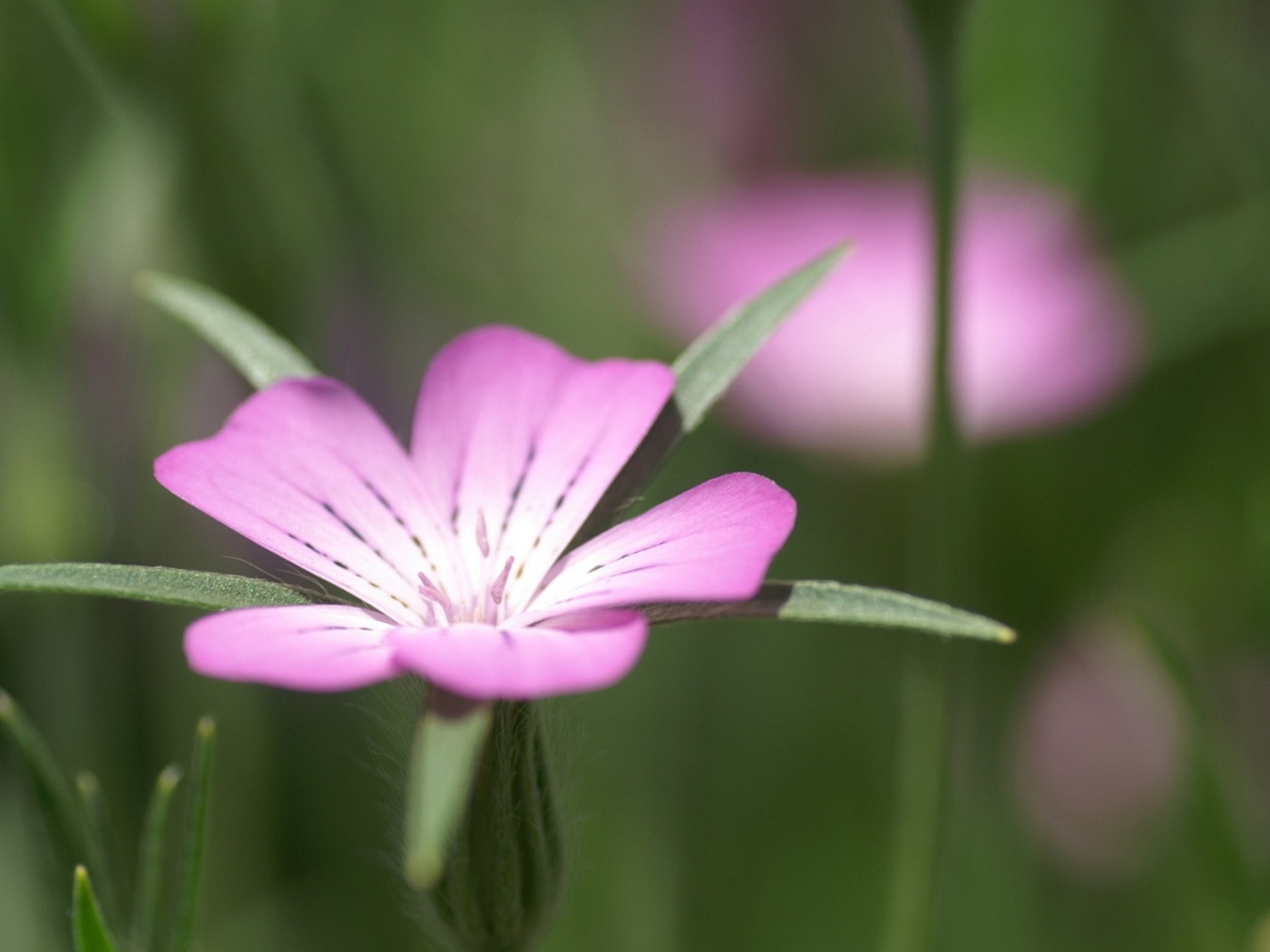 Screenshot №1 pro téma Pink Flower Macro 1400x1050