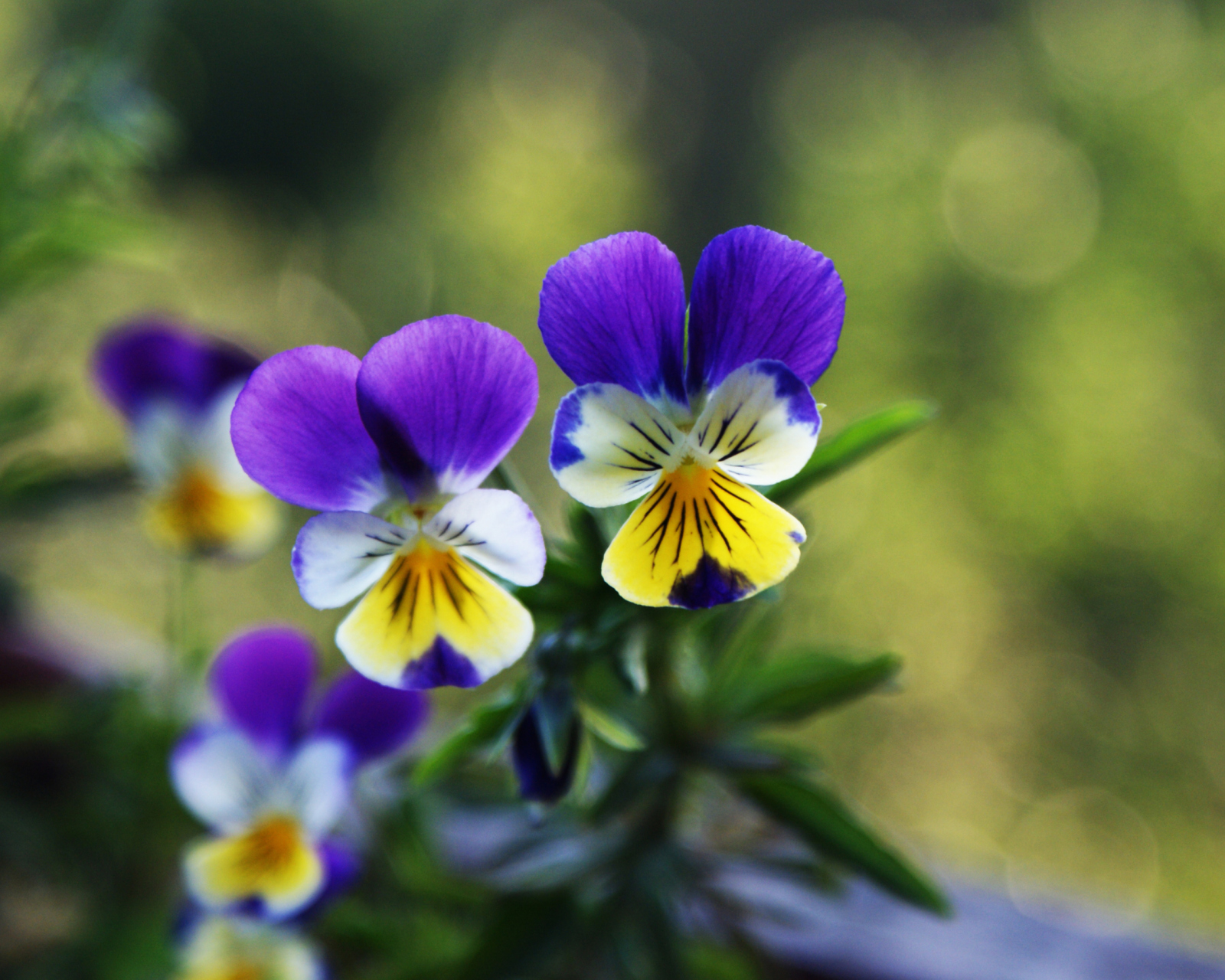 Das Blue And Yellow Flowers Wallpaper 1600x1280