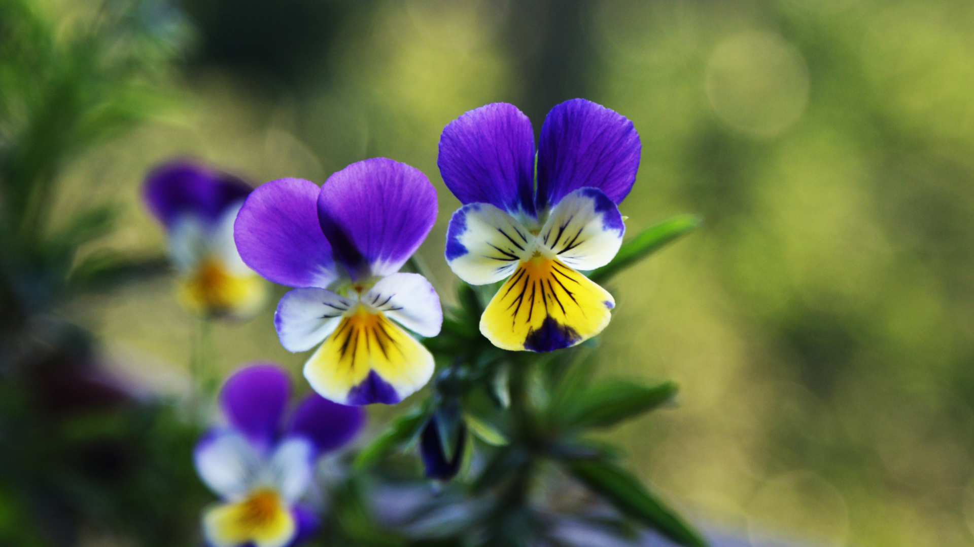 Screenshot №1 pro téma Blue And Yellow Flowers 1920x1080