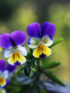 Обои Blue And Yellow Flowers 240x320