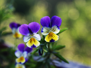 Fondo de pantalla Blue And Yellow Flowers 320x240