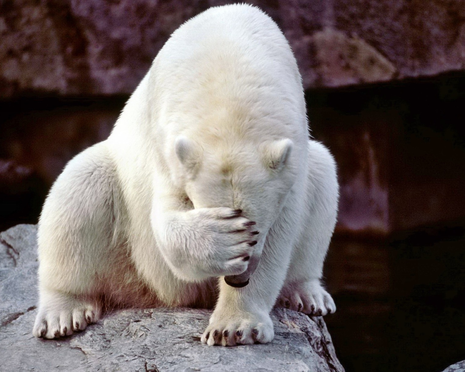 Das Facepalm Bear Wallpaper 1600x1280