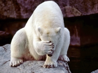 Facepalm Bear screenshot #1 320x240