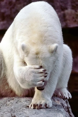 Fondo de pantalla Facepalm Bear 320x480