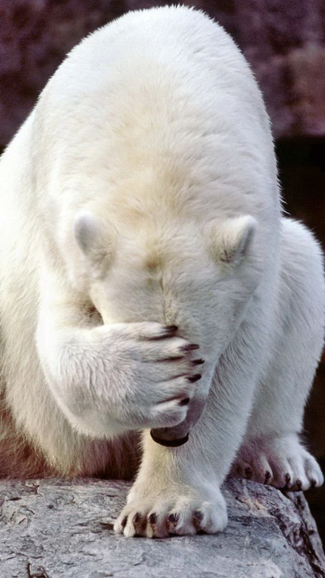 Facepalm Bear wallpaper 360x640