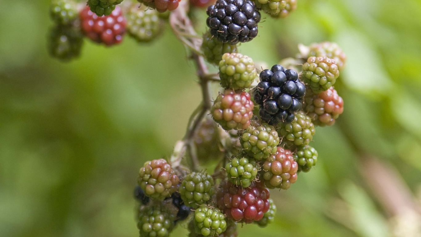 Обои Blackberries 1366x768