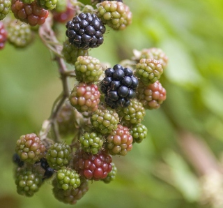 Blackberries - Obrázkek zdarma pro iPad Air