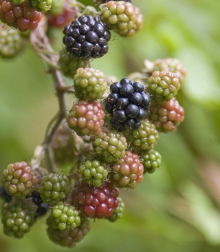 Blackberries sfondi gratuiti per Nokia Lumia 800