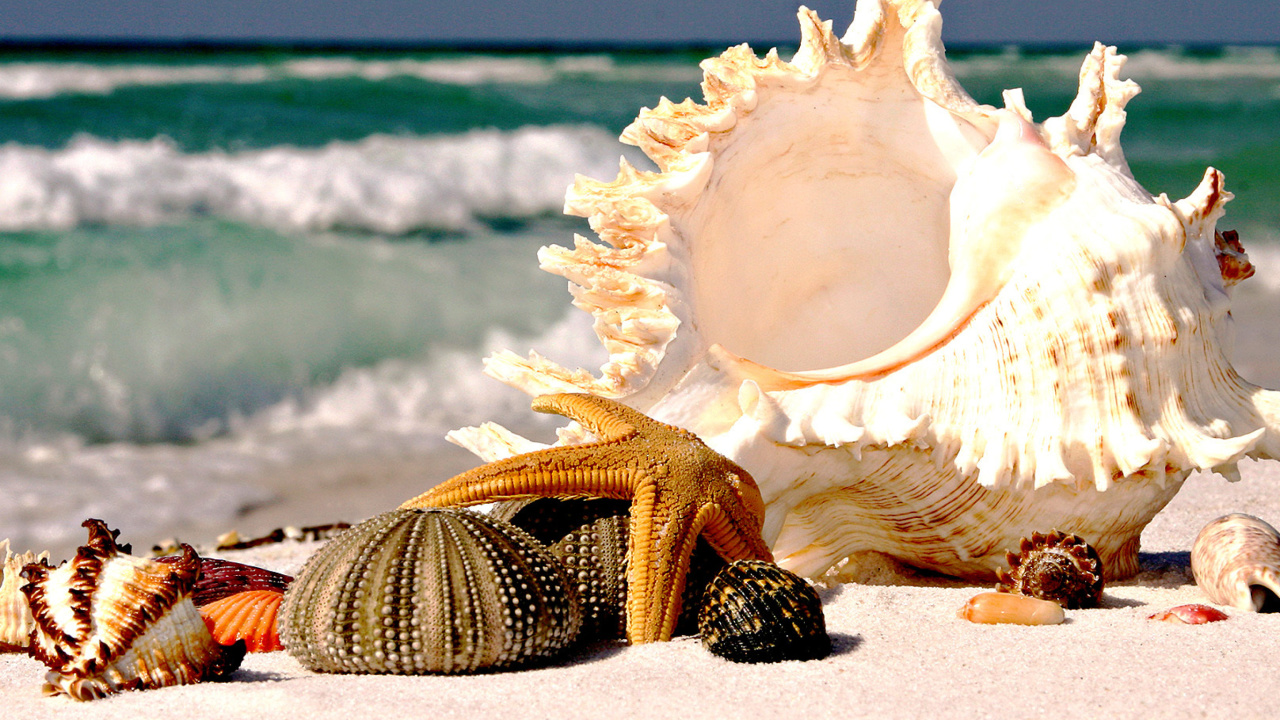 Fondo de pantalla Seashells 1280x720