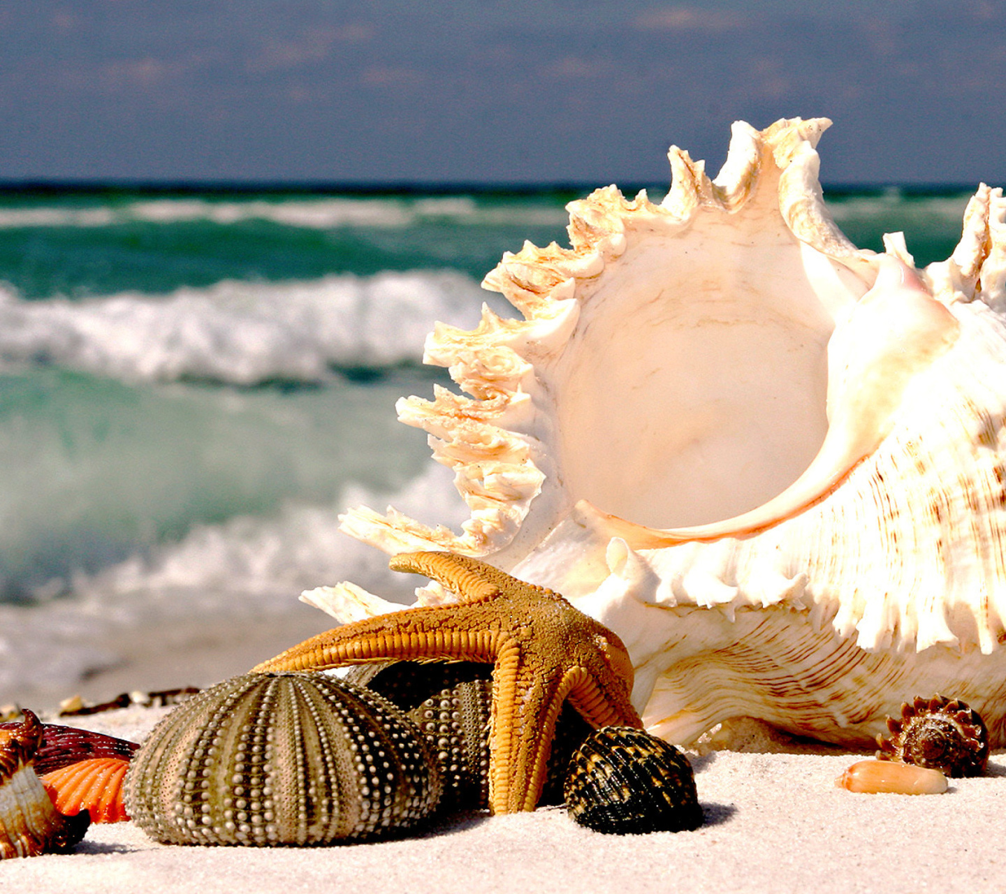 Seashells wallpaper 1440x1280