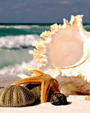 Seashells wallpaper 176x220