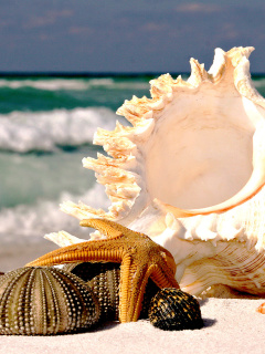 Sfondi Seashells 240x320