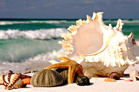 Seashells wallpaper 480x320