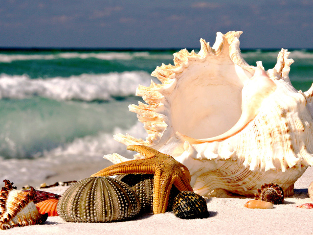Seashells screenshot #1 640x480