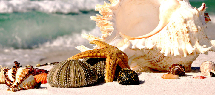Das Seashells Wallpaper 720x320