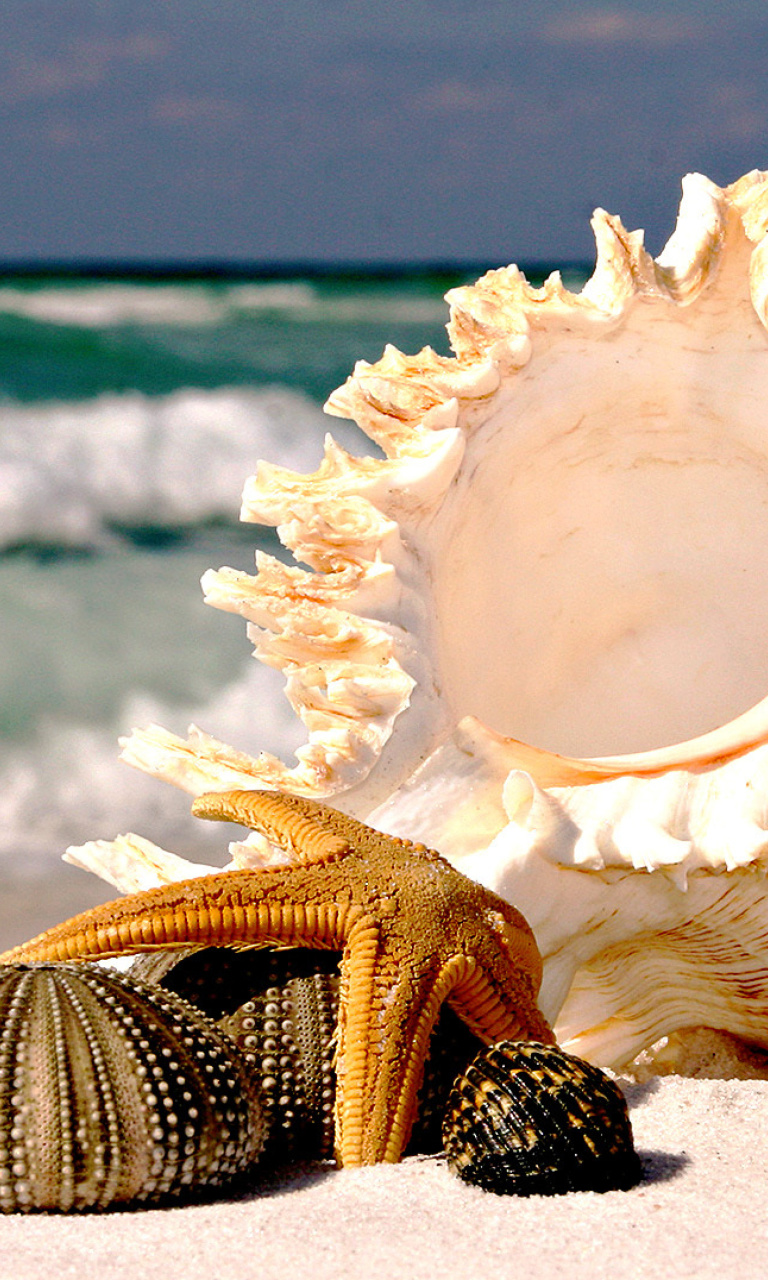 Sfondi Seashells 768x1280