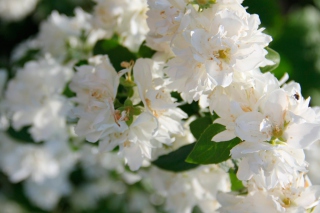 White Flowers sfondi gratuiti per LG Optimus M