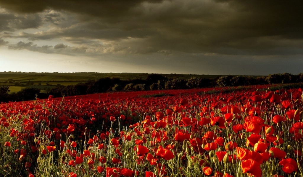 Poppy Field Farm wallpaper 1024x600