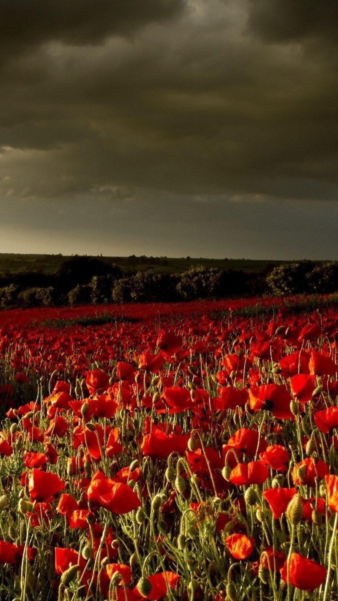 Fondo de pantalla Poppy Field Farm 1080x1920