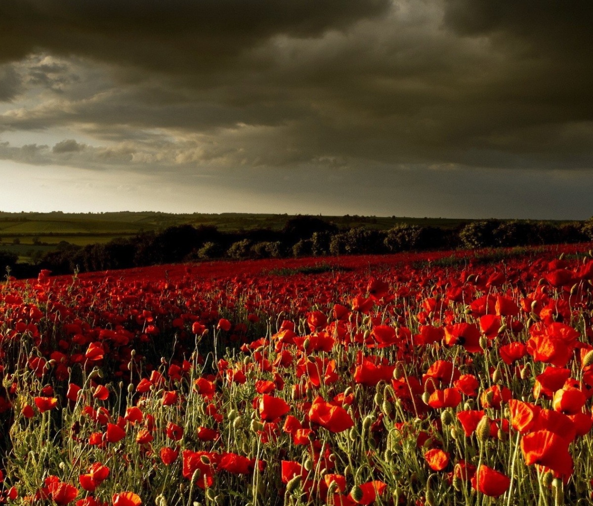 Fondo de pantalla Poppy Field Farm 1200x1024