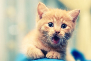 Cute Kitty - Obrázkek zdarma pro HTC Desire