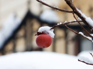 Das Apple And First Snow Wallpaper 320x240