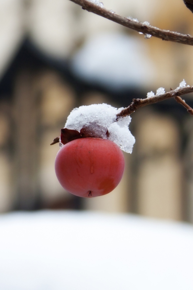 Apple And First Snow screenshot #1 640x960