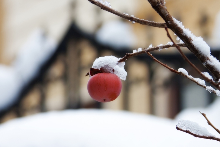 Das Apple And First Snow Wallpaper