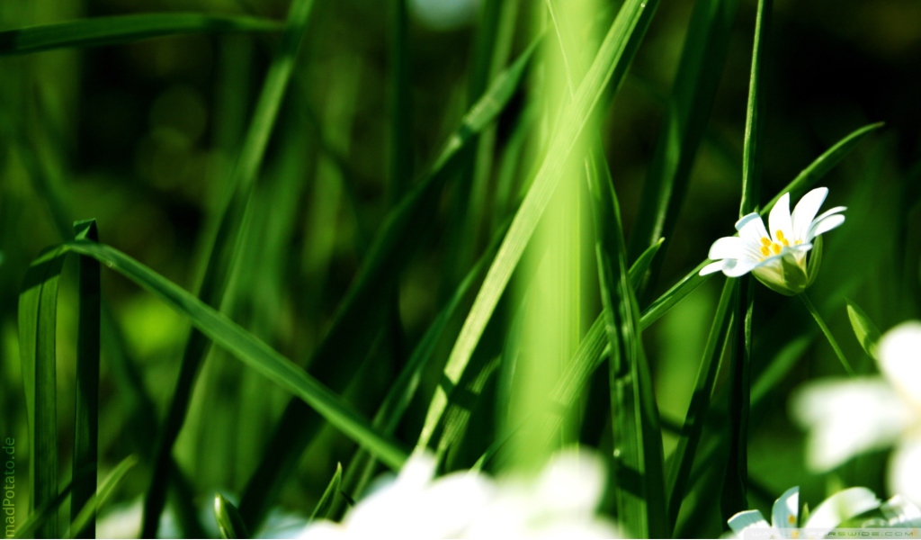 Screenshot №1 pro téma Grass And White Flowers 1024x600