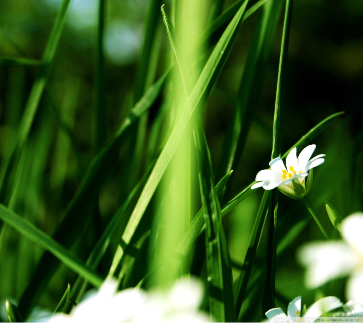 Sfondi Grass And White Flowers 1440x1280