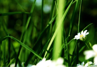 Grass And White Flowers - Obrázkek zdarma 