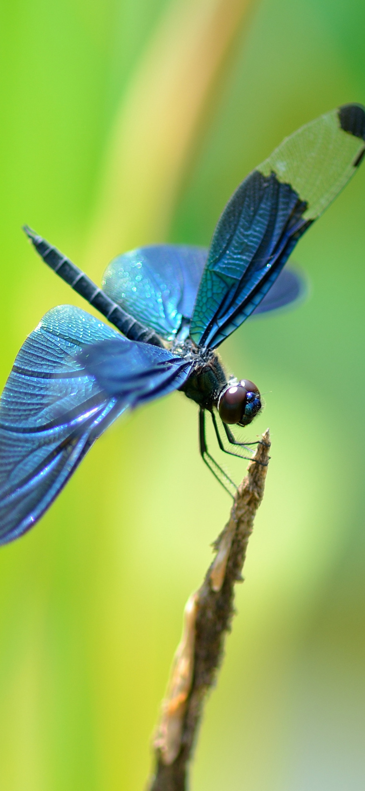Screenshot №1 pro téma Blue dragonfly 1170x2532