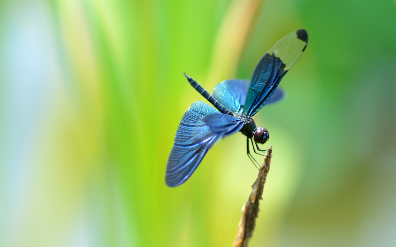 Fondo de pantalla Blue dragonfly 1280x800