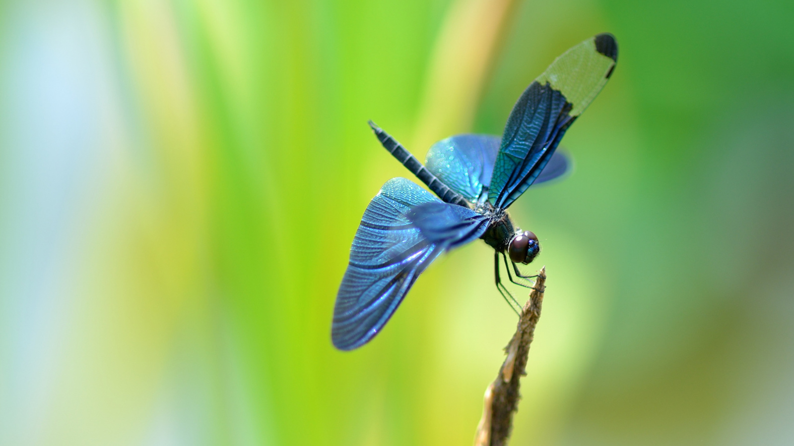 Fondo de pantalla Blue dragonfly 1600x900