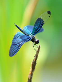 Обои Blue dragonfly 240x320