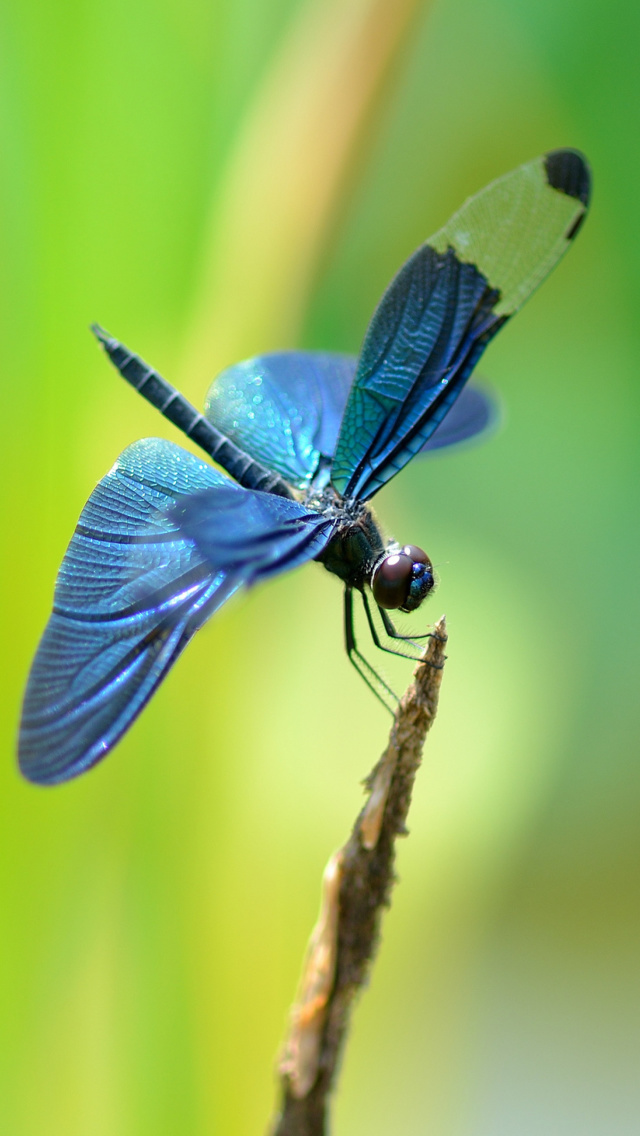 Das Blue dragonfly Wallpaper 640x1136