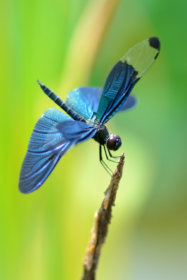 Fondo de pantalla Blue dragonfly 640x960